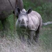 Bilan mitigé pour la conservation des rhinocéros, dressé par l’UICN