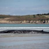 La baleine échouée sur une plage de Bretagne est repartie en mer