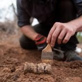 Le plus vieux dinosaure d’Afrique découvert au Zimbabwe