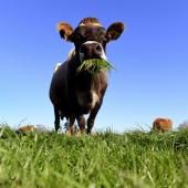 Nouvelle-Zélande : clivage autour d’un projet de taxe sur les émissions de gaz des vaches
