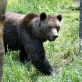 L&#039;ours des Pyrénées, discrètement surveillé pour assurer sa survie