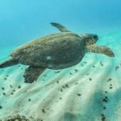 300 grandes entreprises réclament une obligation d’évaluer leurs impacts sur la biodiversité