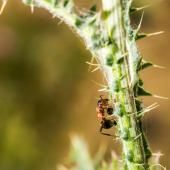 La « fourmi électrique », dangereuse et envahissante, détectée pour la première fois en France