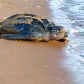 Près de 70% de la faune sauvage a disparu depuis 1970, selon le WWF