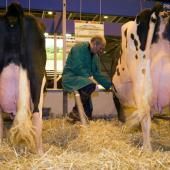L’utilisation d’antibiotiques diminue dans les élevages, mais augmente chez les animaux de compagnie