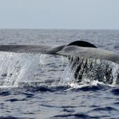  Les baleines bleues absorberaient plus de 40 kilogrammes de microplastique par jour