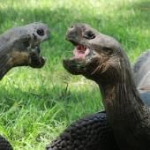 Les tortues ne sont pas muettes, leurs communications sonores enregistrées