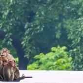 Primates : une étude controversée ravive le débat sur les essais animaux