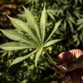 Le cannabis serait plus nocif pour les poumons que le tabac