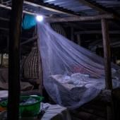 Paludisme : une espèce invasive de moustique gagne du terrain en Afrique