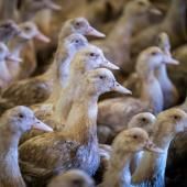 Grippe aviaire : face à la pire épidémie de son histoire, la France mise sur la vaccination