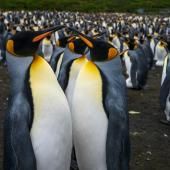 Les manchots royaux de Crozet menacés par le changement climatique