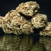 Cannabis : la vente de CBD sous toutes ses formes définitivement autorisée en France