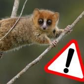 Voir la vidéo de Biodiversité : et si la faune de Madagascar disparaissait ?