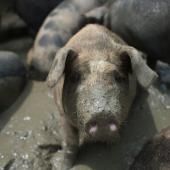 Grâce à un tissu synthétique, des cochons retrouvent leur érection