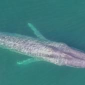 Plongée avec les baleines