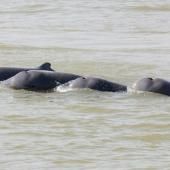 Le Cambodge veut créer des zones de protection pour les dauphins du Mékong