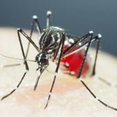 Des moustiques super-résistants aux insecticides identifiés en Asie