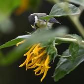 En ville, la mésange privilégie l'odorat pour s'alimenter, malgré la pollution