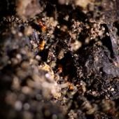 Voir la vidéo de L’inquiétante fourmi électrique s’installe en France