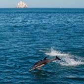 Exploitation minière en eaux profondes : attention aux conséquences « irréversibles » pour les cétacés