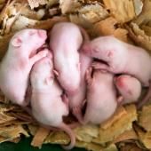 Pour la première fois, une souris issue de deux pères