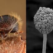 Voir la vidéo de Un champignon et un insecte, alliés pour détruire les pins