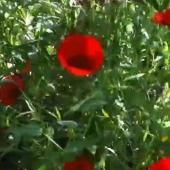Des plantes sources d’innovation 