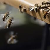 Les abeilles urbaines nous dévoilent une vie invisible cruciale pour notre santé