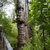 Au Chili, un arbre de 5000 ans, témoin de l’adaptation aux variations climatiques