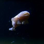 Voir la vidéo de Un poisson des abysses observé à - 8336 mètres