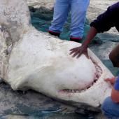 Voir la vidéo de Deux orques font disparaître les requins d’Afrique du Sud et bouleversent l’écosystème
