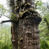 Au Chili, un arbre vieux de 5 000 ans, « capsule temporelle » de l&#039;adaptation au changement climatique