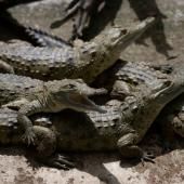 La lutte contre l'extinction du crocodile de l'Orénoque, plus grand prédateur d'Amérique du Sud