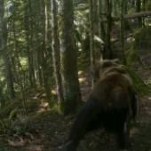  Le gouvernement rend possible l&#039;effarouchement de l&#039;ours dans les Pyrénées