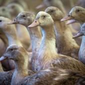 Grippe aviaire : des vaccins « très efficaces » sur les canards