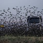 Effondrement des oiseaux en Europe : des chercheurs pointent l’agriculture intensive 