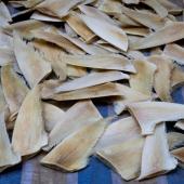 Saisie record de plus de 28 tonnes d'ailerons de requins au Brésil