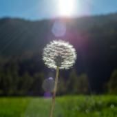C'est la saison des pollens, les laboratoires s'activent face aux allergies