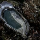 Les microfibres textiles perturbent le métabolisme des huîtres