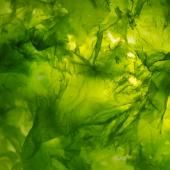 Climat : la culture d’algues ne pourra pas faire de miracles, selon des scientifiques