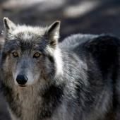 Les loups, comme les chiens, savent distinguer les voix humaines