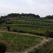 Chênes, oliviers et vigne, une coexistence bénéfique face aux changements climatiques