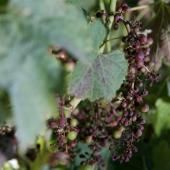 Dans le vignoble bordelais, la lutte désespérée face au mildiou