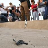 En France, les pontes de tortues marines se multiplient et interrogent les scientifiques 