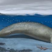 Un ancêtre de la baleine bleue pourrait être l’animal le plus lourd de tous les temps
