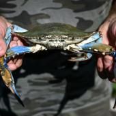 Les palourdes italiennes en péril face à l&#039;invasion de crabes bleus 