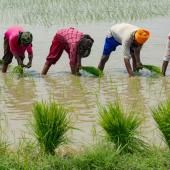 L'envol des prix du riz préfigure les risques alimentaires liés au climat