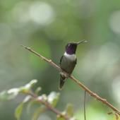 Biodiversité : chercheurs et IA à l’écoute de la faune