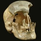 Les premiers humains moderne d’Europe retrouvés grâce à la génétique 